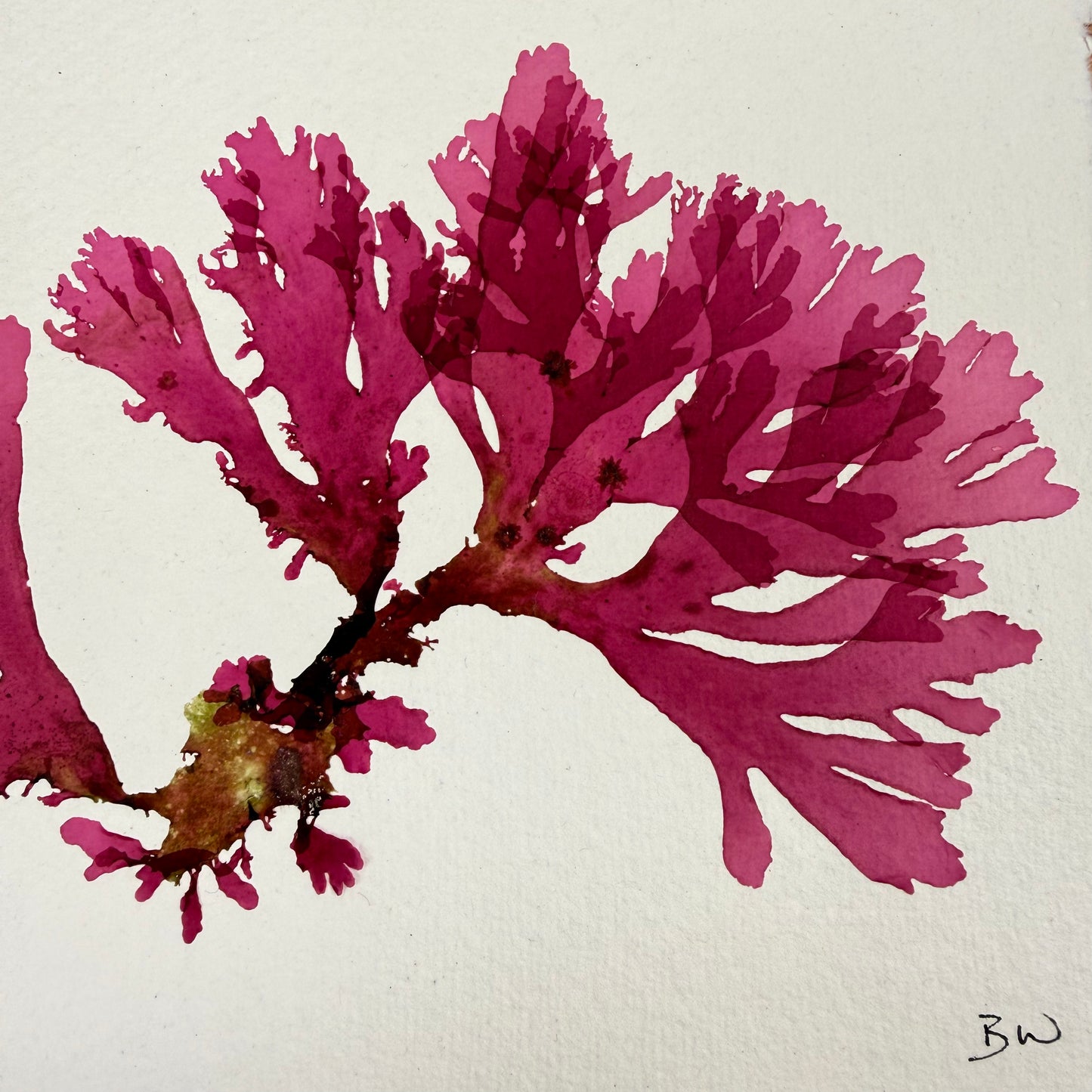 Original Seaweed Pressing, Beautiful Fan Weed, Isle of Islay, 2025