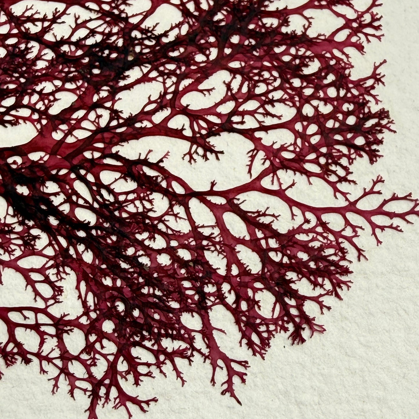 Original Seaweed Pressing, Lyngbye's Cock's Comb, Isle of Islay, 2025