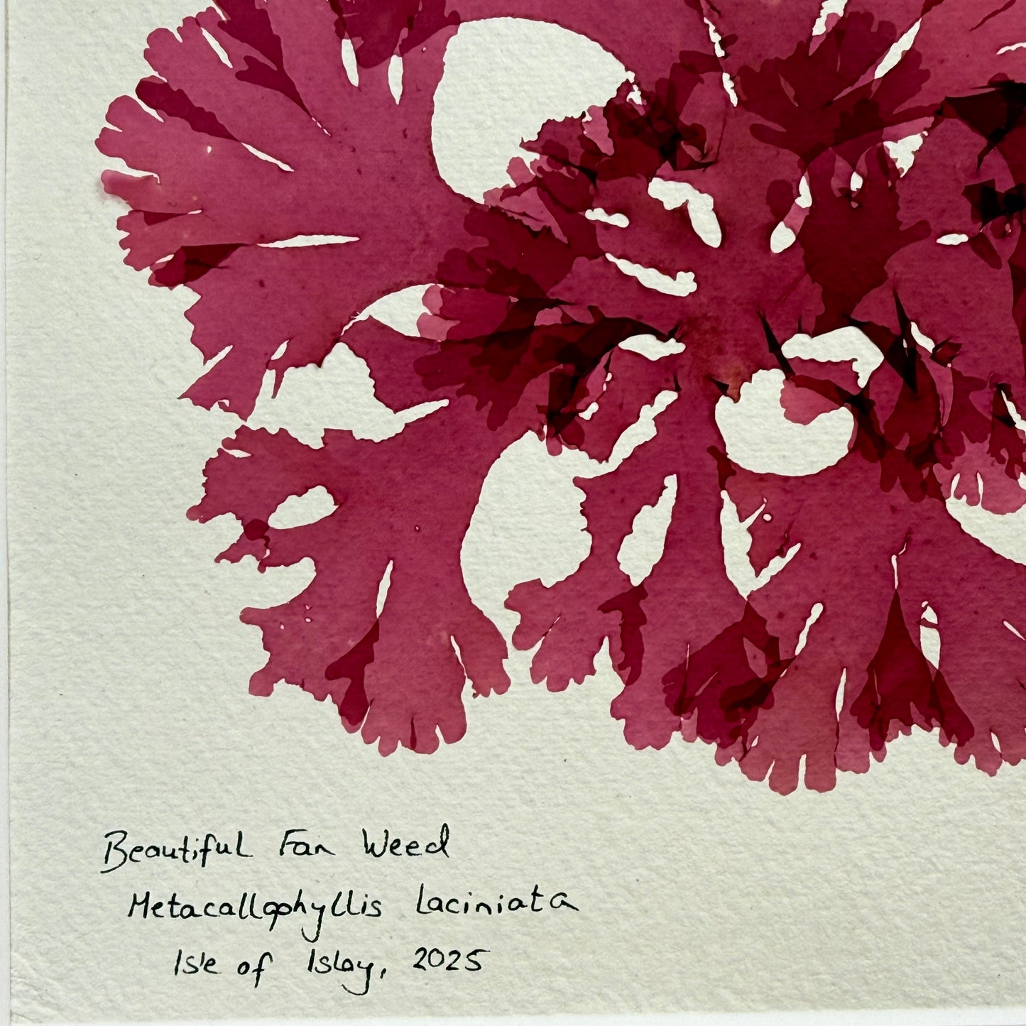 Original Seaweed Pressing, Beautiful Fan Weed, Isle of Islay, 2025.