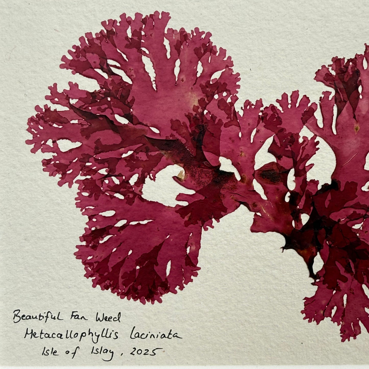 Original Seaweed Pressing, Beautiful Fan Weed, Isle of Islay, 2025