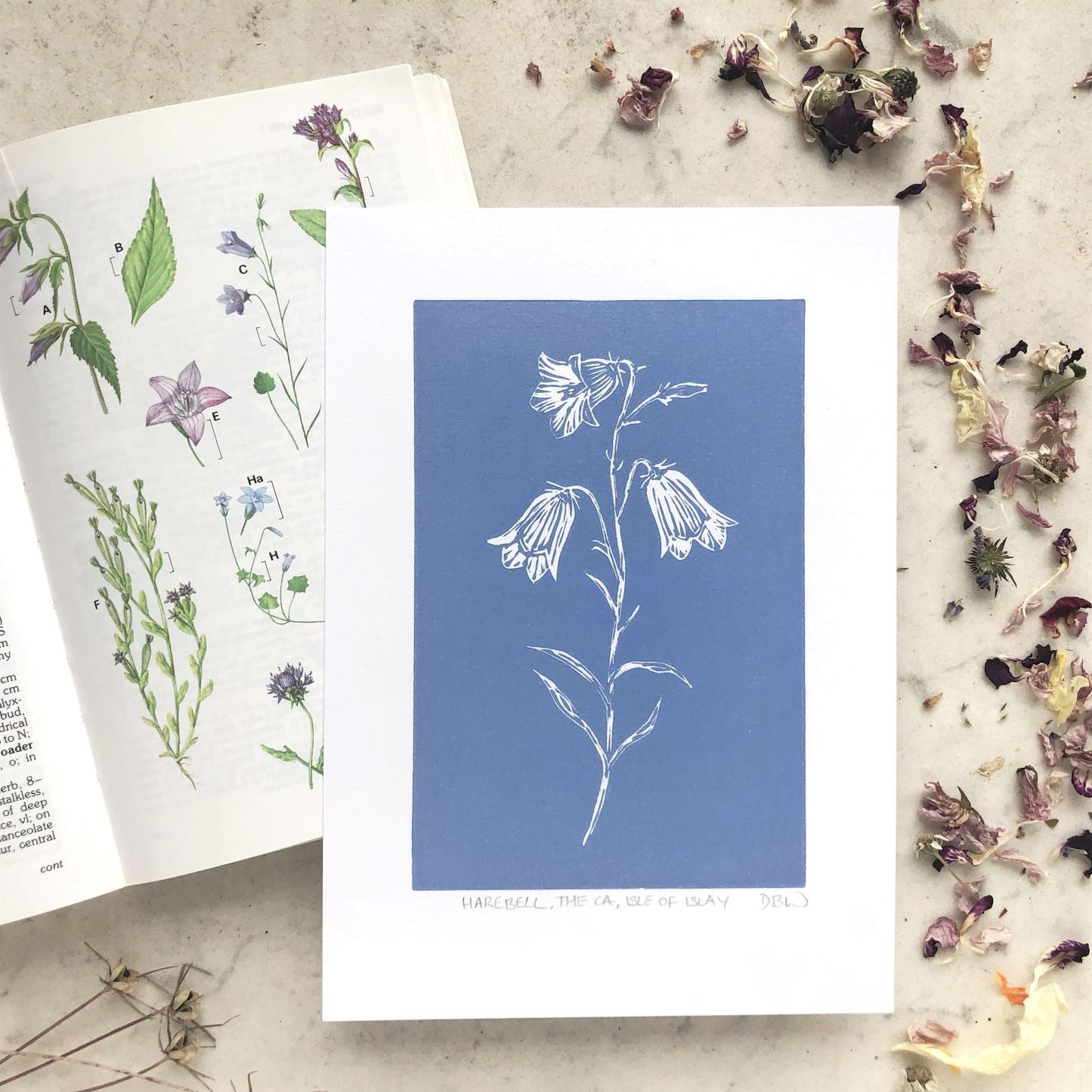 Harebell Original Linoprint - Isle of Islay
