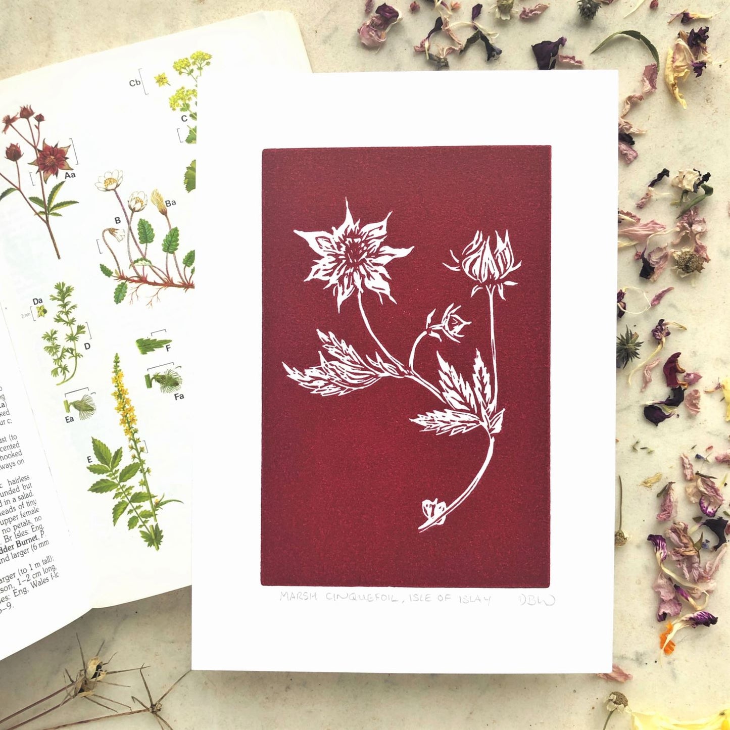 Marsh Cinquefoil Original Linoprint - Isle of Islay