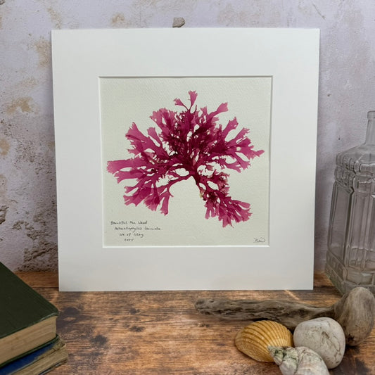 Original Seaweed Pressing, Beautiful Fan Weed, Isle of Islay, 2025
