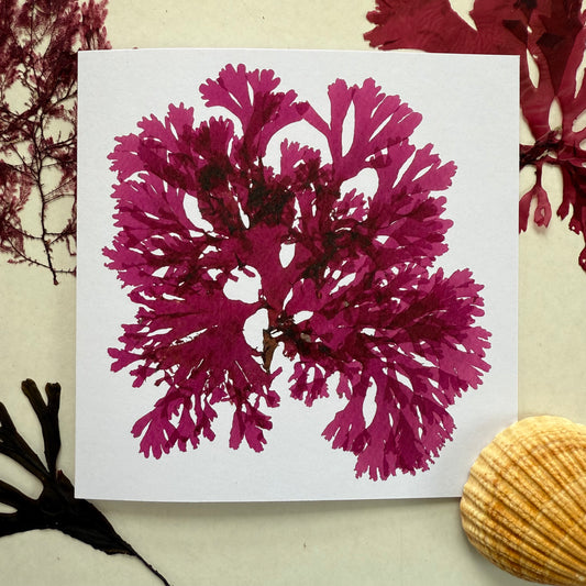 Beautiful Fan Weed 3 - Seaweed Pressing Greeting Card