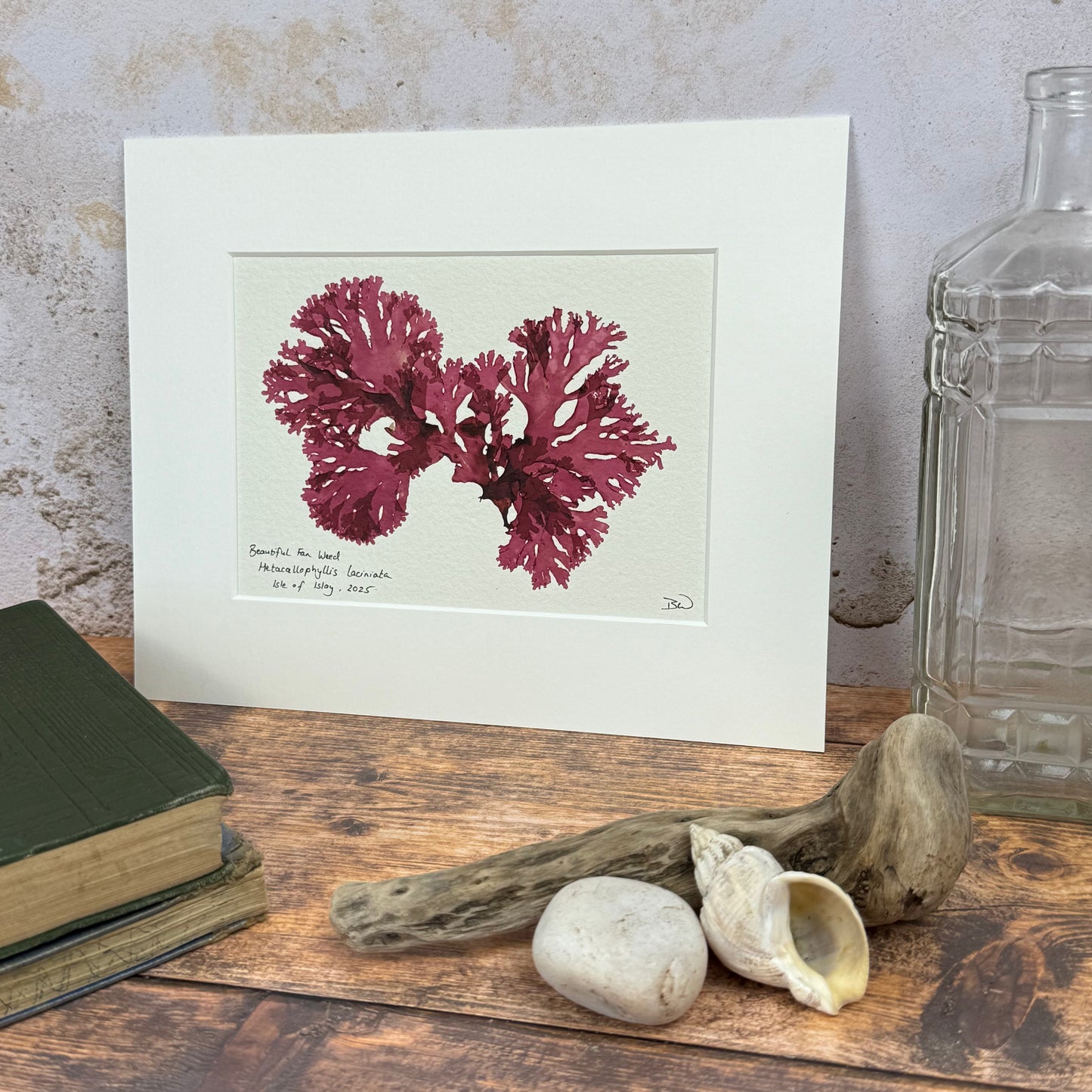 Original Seaweed Pressing, Beautiful Fan Weed, Isle of Islay, 2025