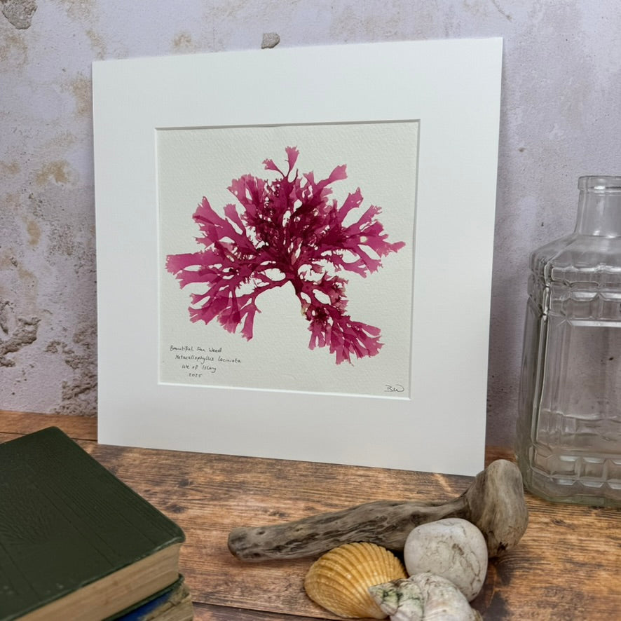Original Seaweed Pressing, Beautiful Fan Weed, Isle of Islay, 2025