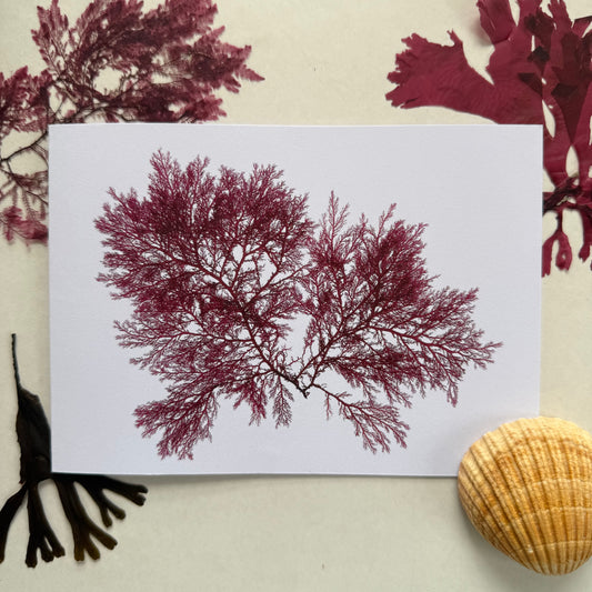 Lyngbye's Cock's Comb - Seaweed Pressing Greeting Card