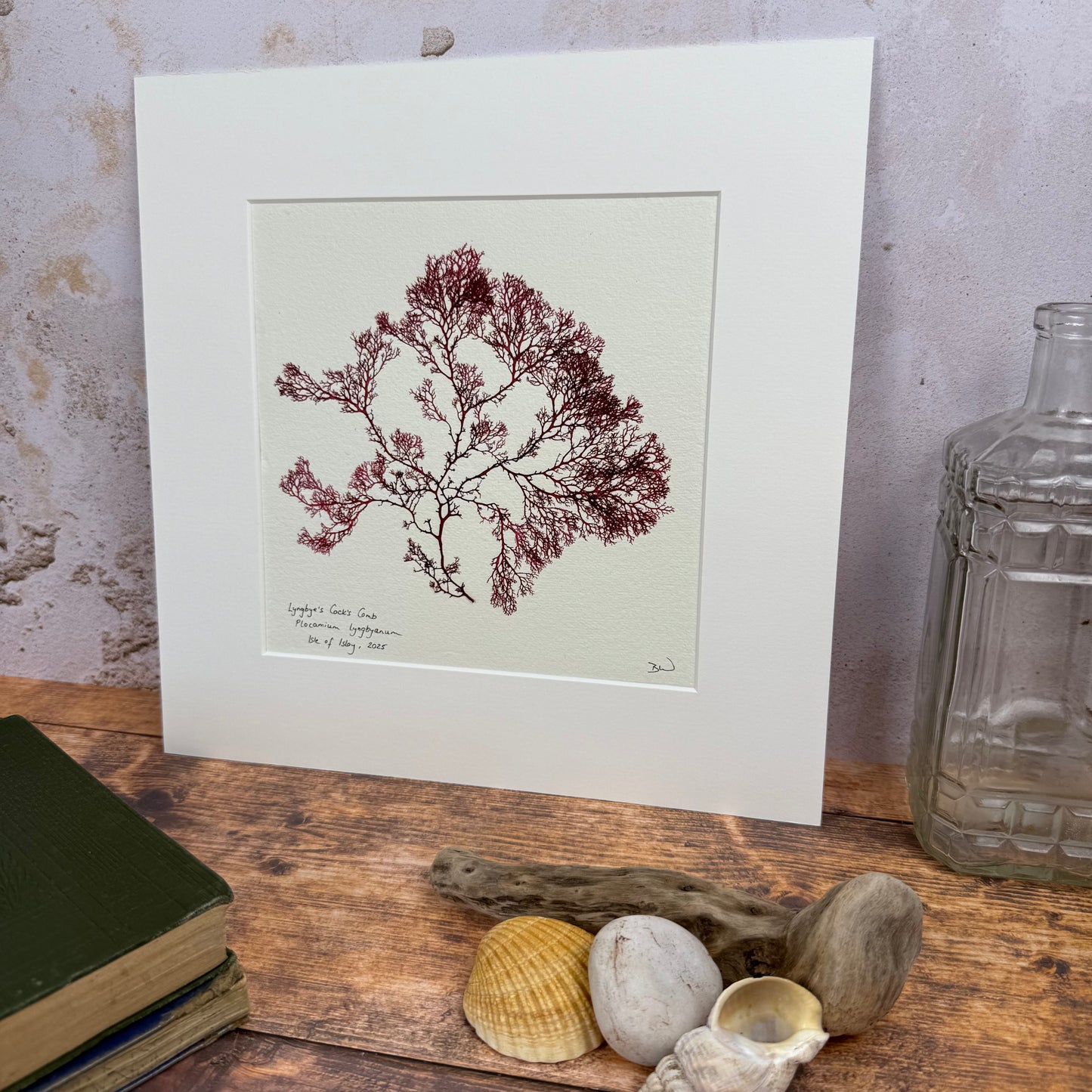 Original Seaweed Pressing, Lyngbye's Cock's Comb, Isle of Islay, 2025