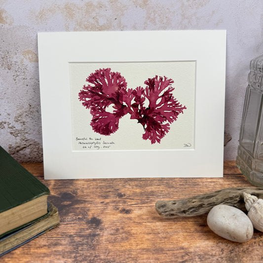 Original Seaweed Pressing, Beautiful Fan Weed, Isle of Islay, 2025