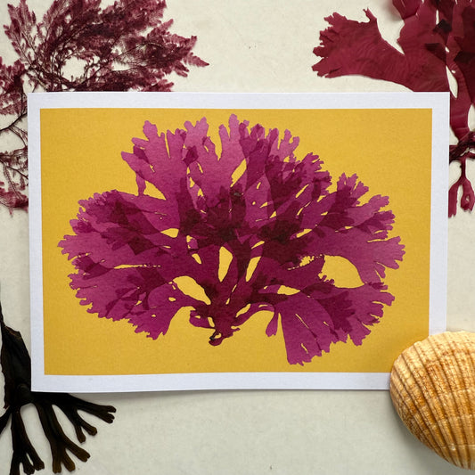 Beautiful Fan Weed on Yellow - Seaweed Pressing Greeting Card