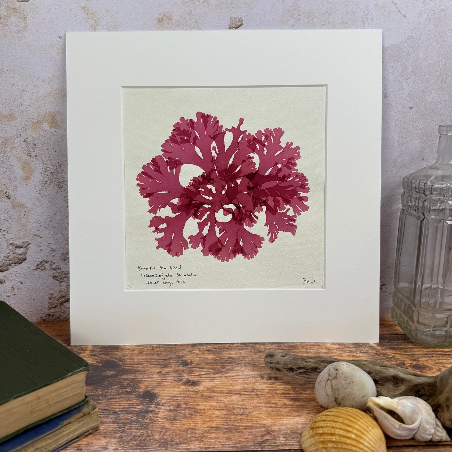 Original Seaweed Pressing, Beautiful Fan Weed, Isle of Islay, 2025.