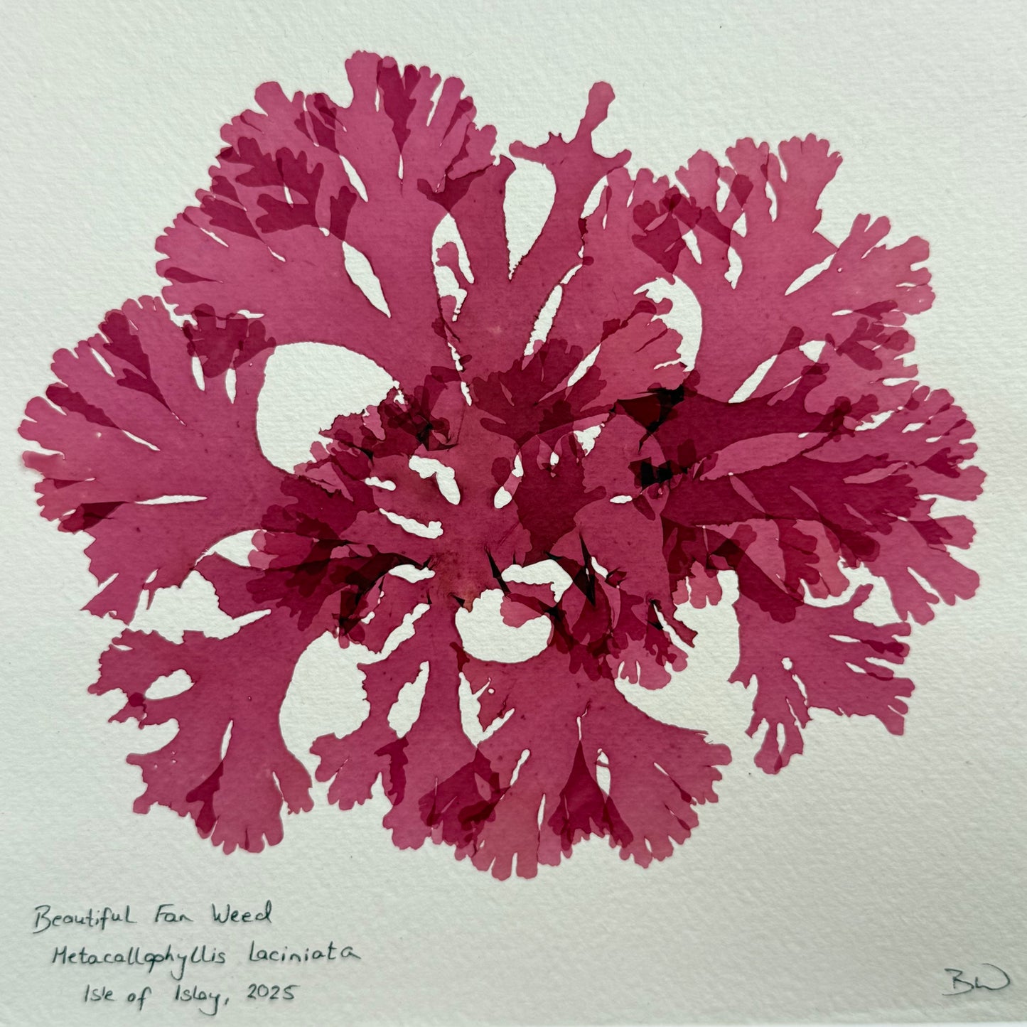Original Seaweed Pressing, Beautiful Fan Weed, Isle of Islay, 2025.