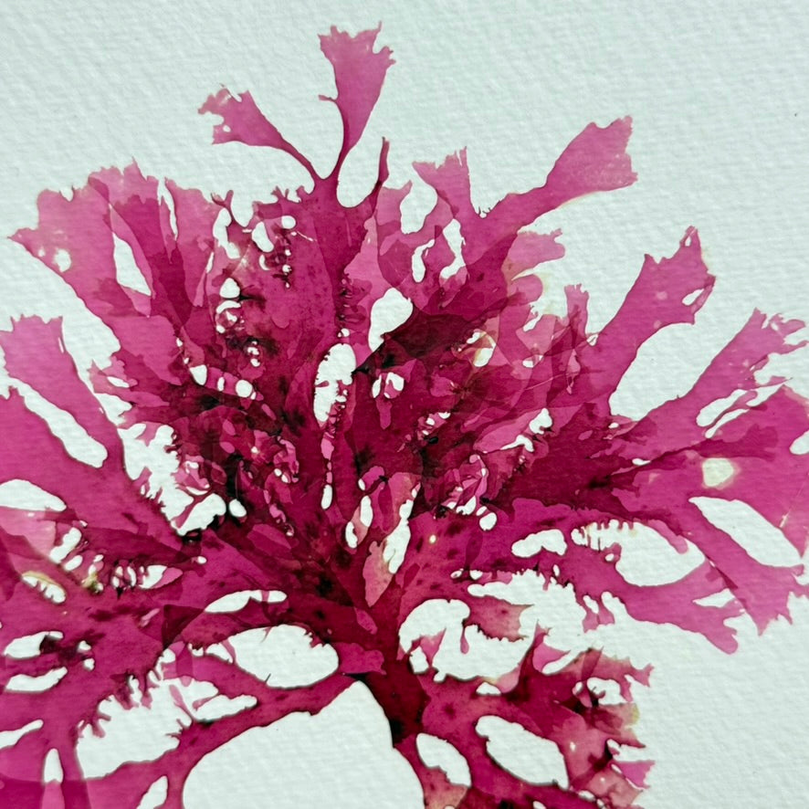Original Seaweed Pressing, Beautiful Fan Weed, Isle of Islay, 2025