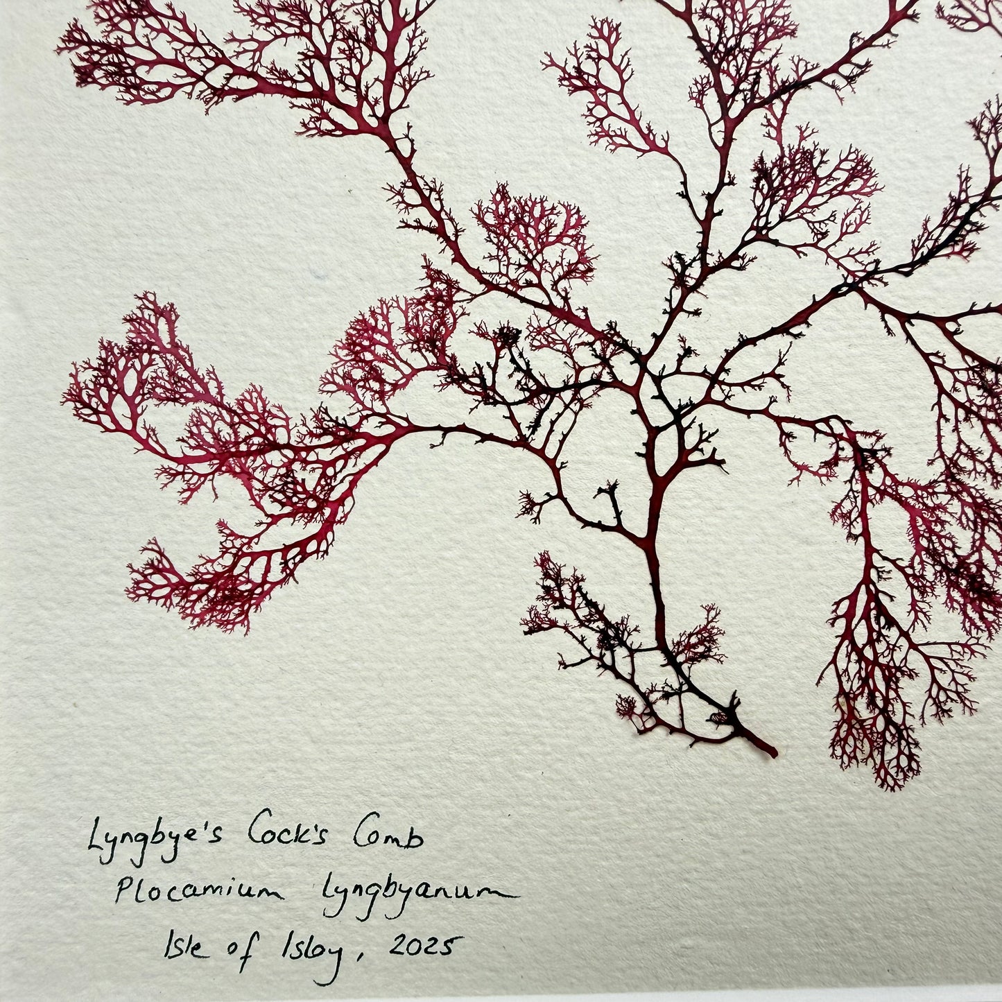 Original Seaweed Pressing, Lyngbye's Cock's Comb, Isle of Islay, 2025