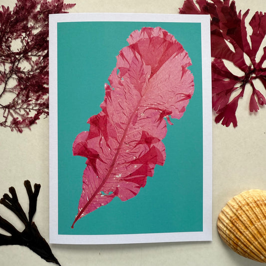 Sea Beech on Turquoise - Seaweed Pressing Greeting Card