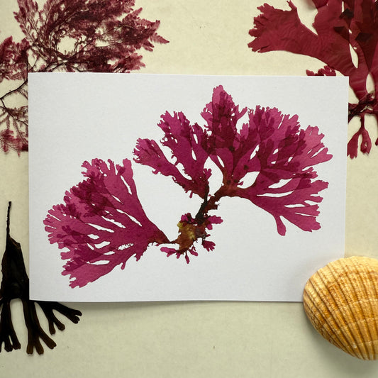 Beautiful Fan Weed 1 - Seaweed Pressing Greeting Card