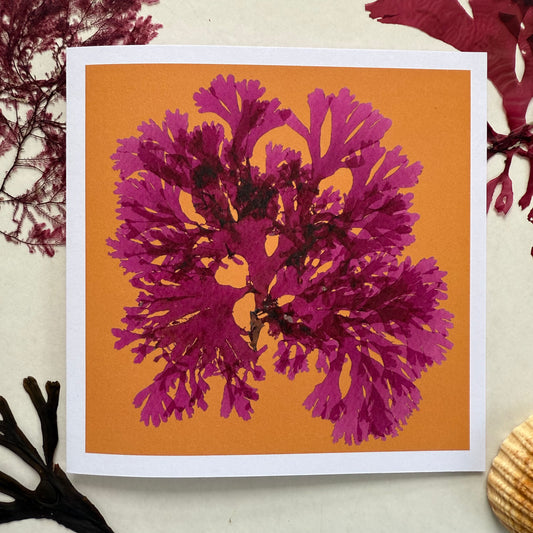 Beautiful Fan Weed on Orange - Seaweed Pressing Greeting Card
