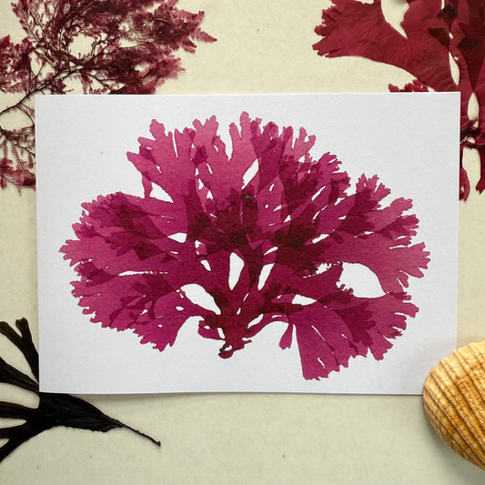 Beautiful Fan Weed 2 - Seaweed Pressing Greeting Card