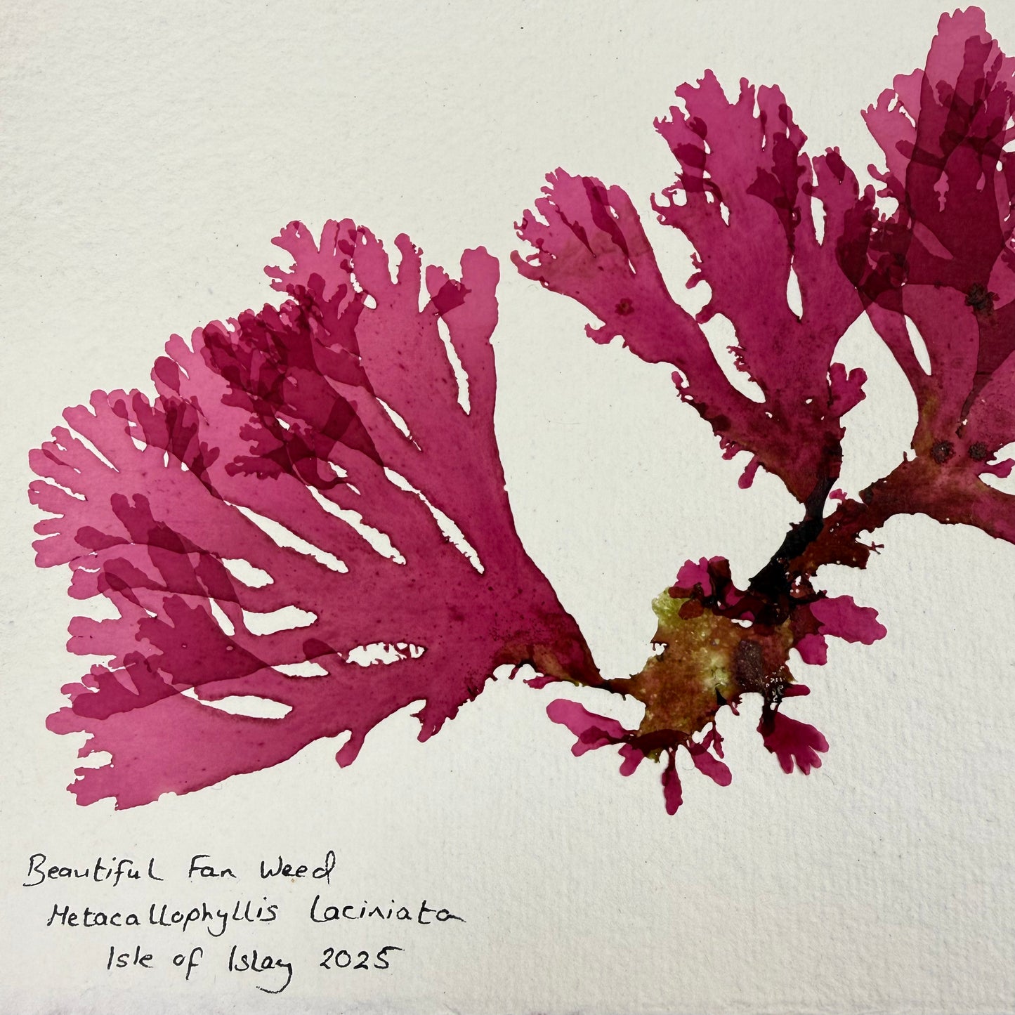 Original Seaweed Pressing, Beautiful Fan Weed, Isle of Islay, 2025