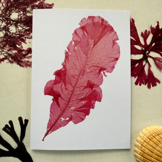 Sea Beech - Seaweed Pressing Greeting Card