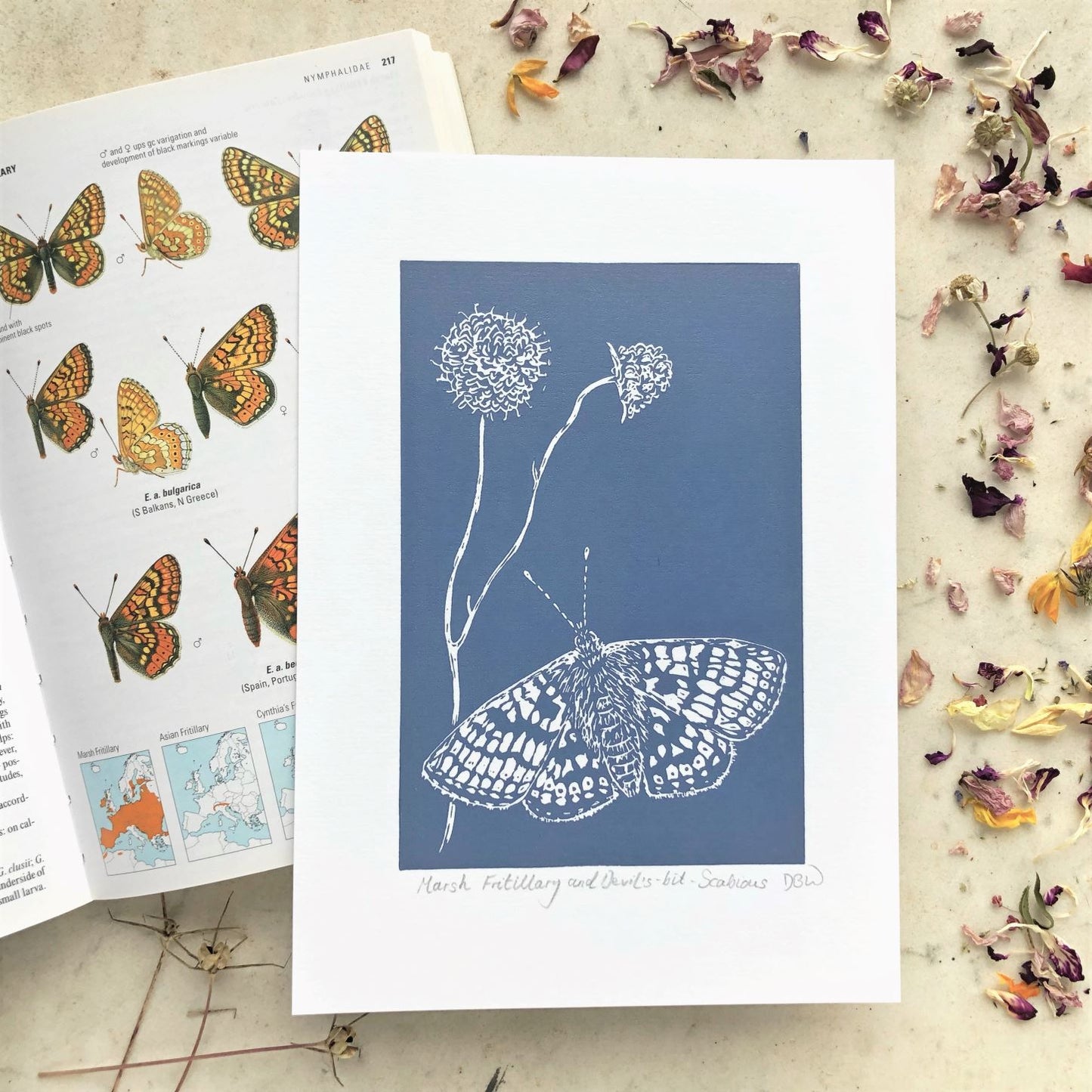 Marsh Fritillary and Devil’s-bit-Scabious Original Linoprint - Isle of Islay